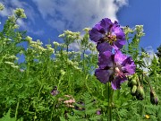 04 Geranium phaeum (Geranio stellato) sul sent. 219 nei prati alle pendici del torrione del Corno Branchino